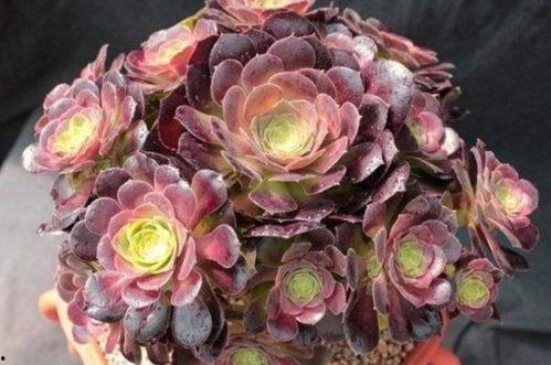 多肉小野猫的微密黑料吃瓜网,微密黑料背后的真实故事