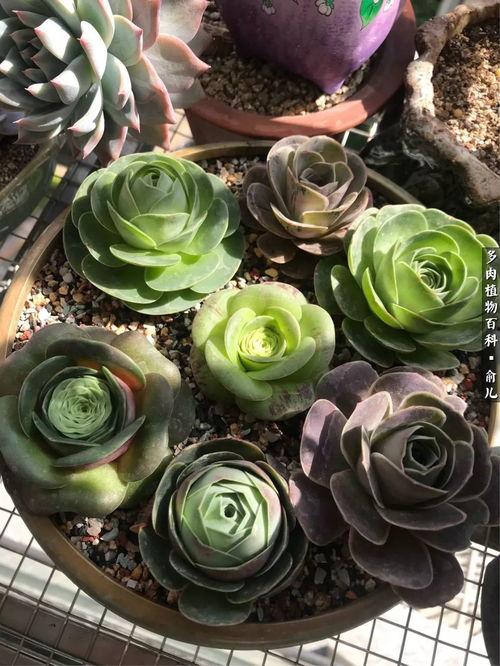 多肉小野猫的微密黑料吃瓜网,微密黑料背后的真实故事