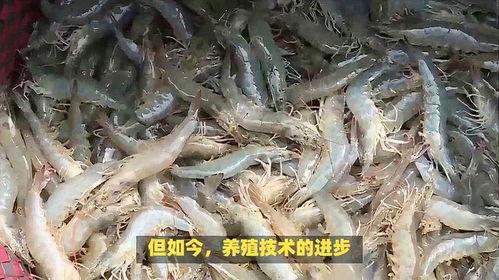 厄尔多瓜虾今日价格,今日市场行情解析”