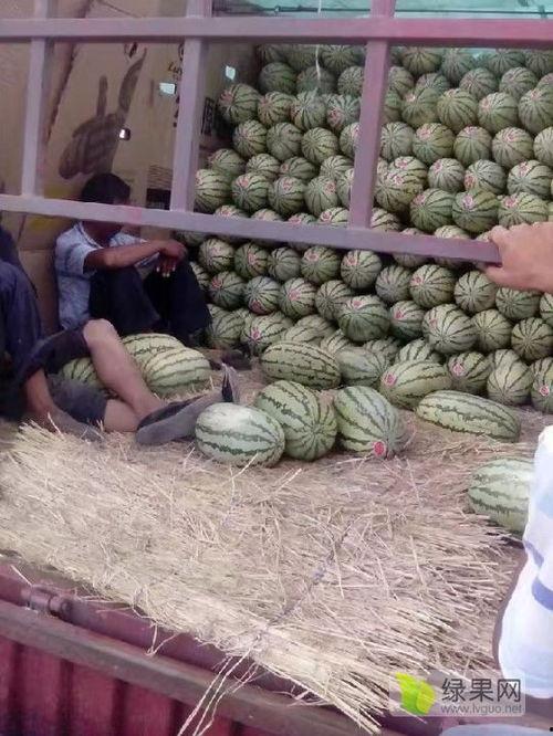 云南麒麟瓜今日价格行情,价格波动，市场动态一览