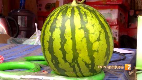 云南麒麟瓜今日价格行情,价格波动，市场动态一览