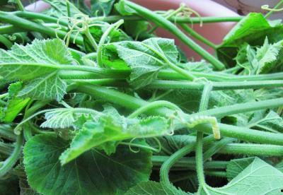 不消化可以吃黑瓜,轻松解决不消化困扰