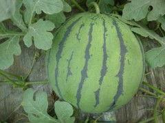 甘肃西瓜价格今日收瓜行情,价格波动，市场供需分析