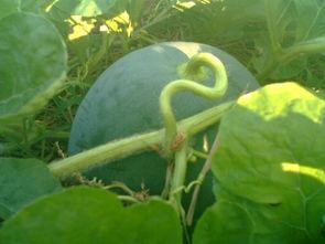 甘肃西瓜价格今日收瓜行情,价格波动，市场供需分析