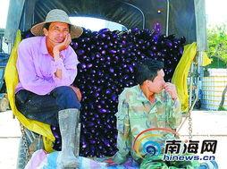 今日瓜菜市场价,新鲜瓜果价格一览，市民选购指南”