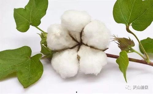 瓜州今日棉花收购价,行情波动下的市场动态