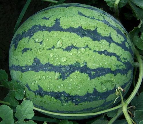 51cg热门大瓜黑料大瓜,揭秘娱乐圈黑料背后的真相