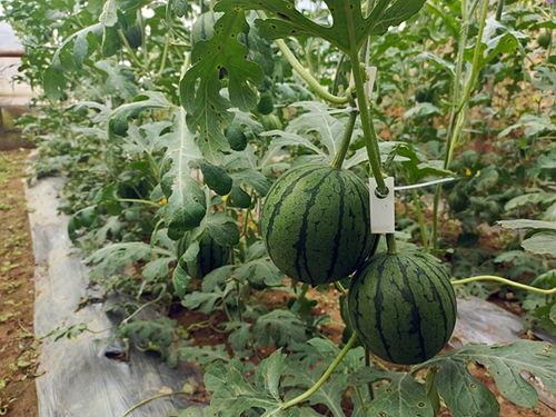 中牟小吊瓜西瓜今日价,价格实惠抢购正当时！