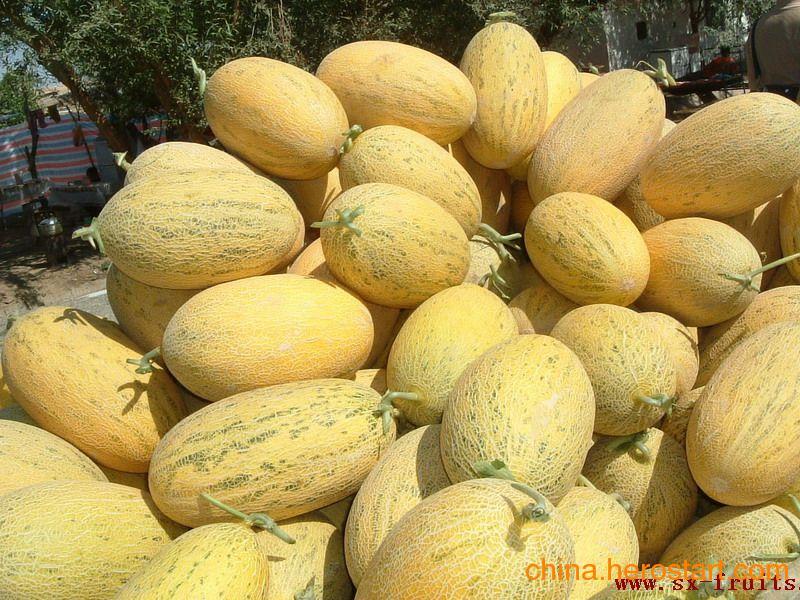 今日哈密瓜价格19号,品质佳价优，瓜农笑开颜”