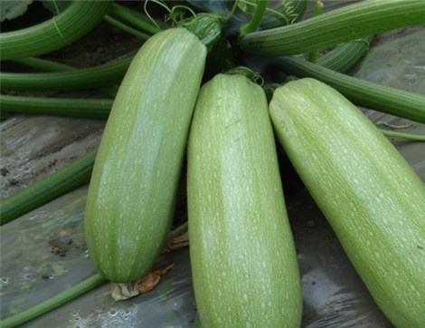 吃黑瓜有什么好处,揭秘吃黑瓜的五大益处