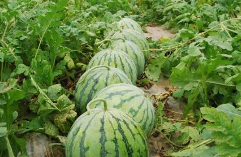 51cg10今日大瓜,揭秘娱乐圈最新热点事件