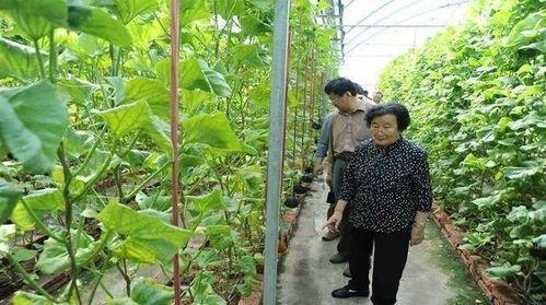 飞机吃瓜最新事件爆料是真的吗,最新爆料真相揭秘