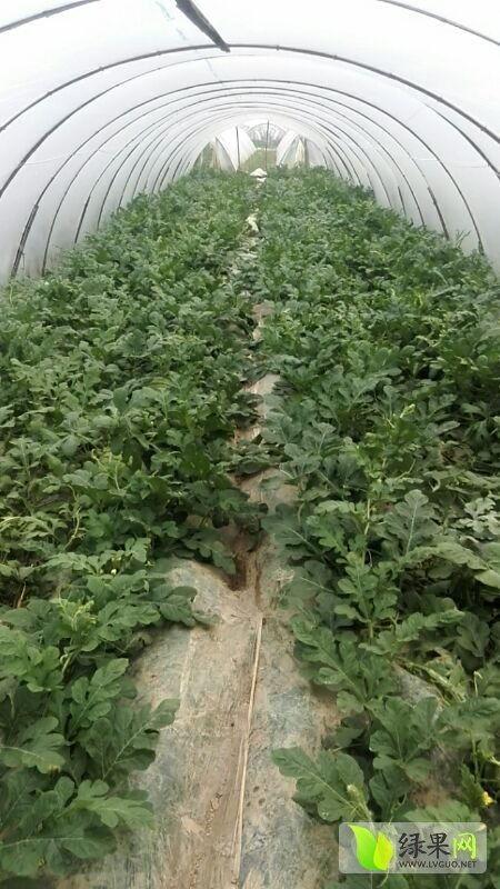 湖南今日麒麟瓜批发价,品质优价廉备受青睐