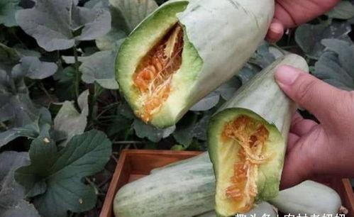 黑瓜治拉肚子吗怎么吃