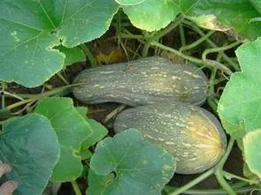 黑瓜治拉肚子吗怎么吃