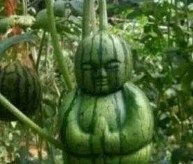 辽源吃瓜爆料事件真相是真的吗,真相揭秘