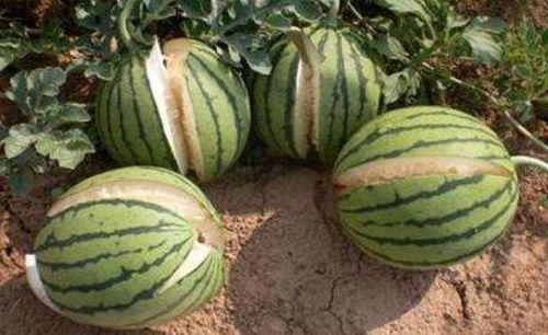 辽源吃瓜爆料事件真相是真的吗,真相揭秘