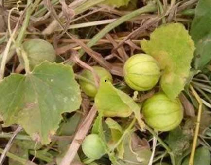 马泡瓜今日价格行情,价格波动解析与市场趋势洞察