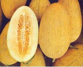 吃哈密瓜会黑便吗,哈密瓜摄入与黑便现象关联探讨