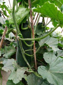 吃吊瓜会黑吗为什么呢,吊瓜食用后皮肤变黑的原因解析