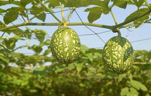 吃吊瓜会黑吗为什么呢,吊瓜食用后皮肤变黑的原因解析