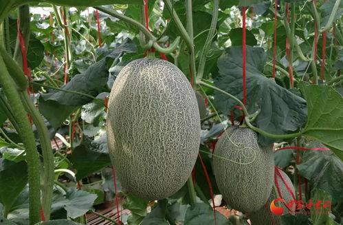 今日全国各地蜜瓜价格,各地蜜瓜价格一览