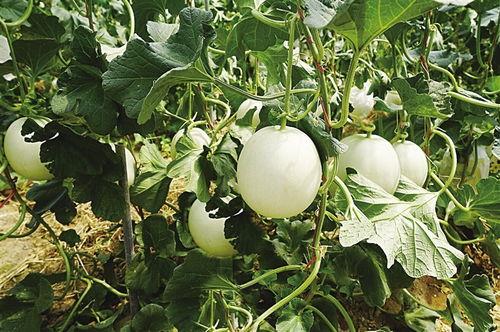 今日全国各地蜜瓜价格,各地蜜瓜价格一览