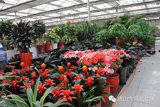 今日吃瓜51唐山花店,探寻花艺之美，共赴浪漫之约