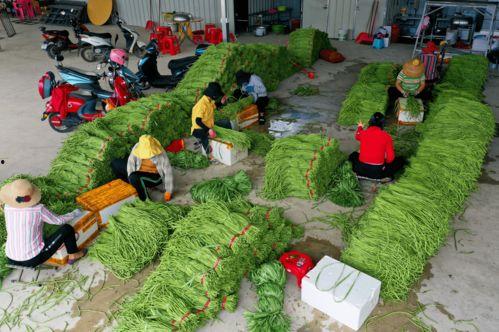 崖州瓜菜价格今日价,新鲜直供，实惠之选