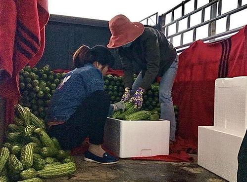 崖州瓜菜价格今日价,新鲜直供，实惠之选