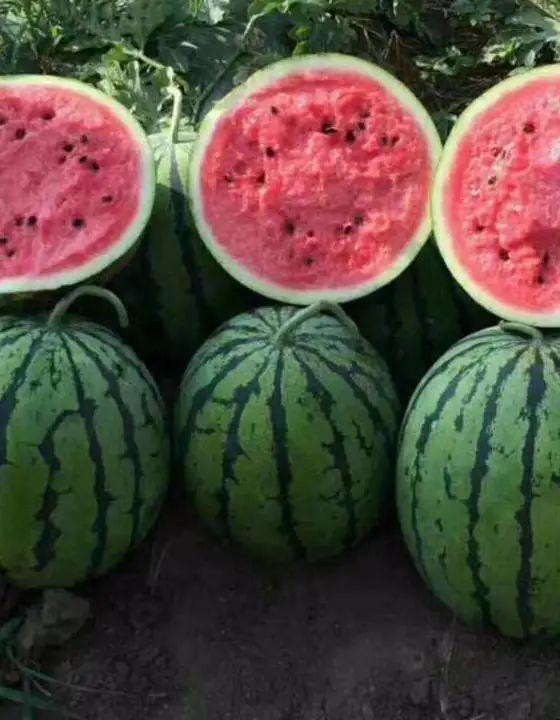 近期热门吃瓜事件 河北,揭秘近期热门吃瓜事件背后的真相