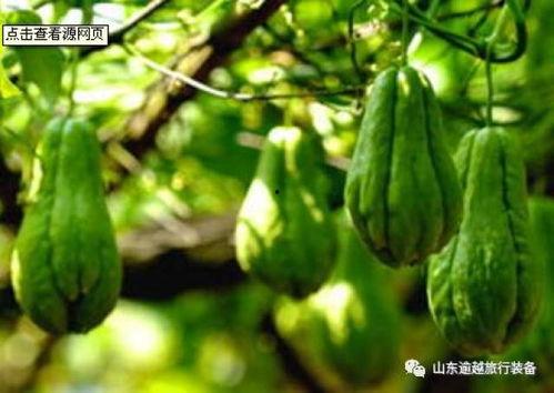 黑瓜叶怎么吃,探索绿色美食新境界