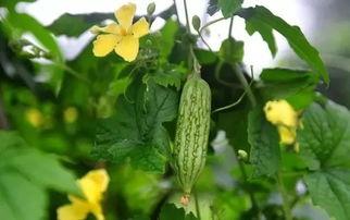 黑瓜叶怎么吃,探索绿色美食新境界