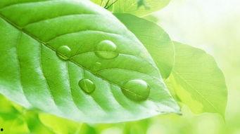 上热门话题吊瓜,网络热议背后的美食传奇