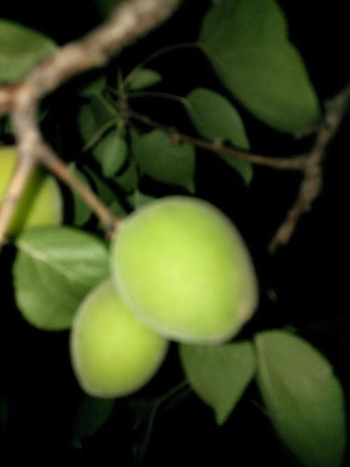 上热门话题吊瓜,网络热议背后的美食传奇