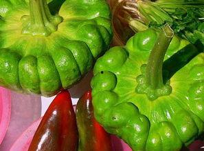 姜柄瓜今日价格昆明收购,昆明姜柄瓜今日收购价格行情解析