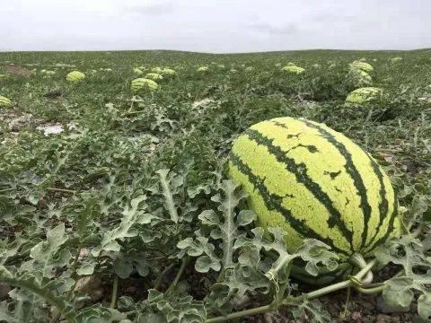热门瓜往期,盘点往期爆红事件背后的真相与启示