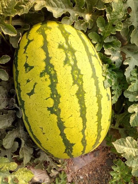 靖远硒砂瓜今日价格多少,价格行情一览”