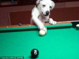 明星网红台球怎么玩,台球运动的新潮流