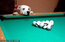 明星网红台球怎么玩,台球运动的新潮流