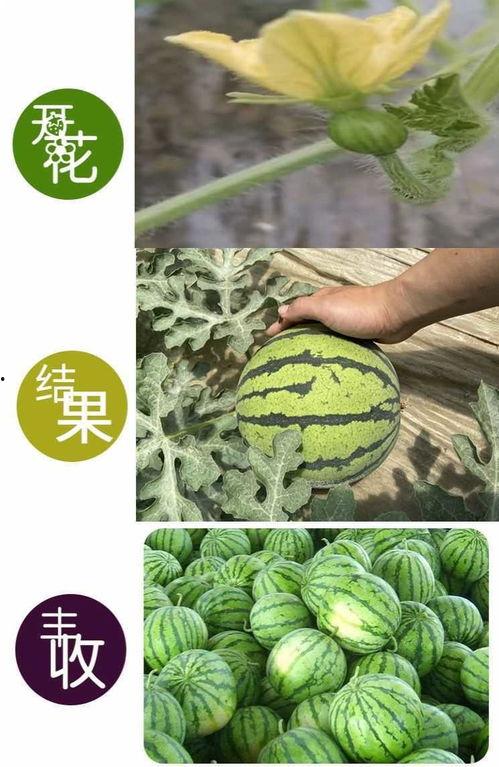 8424麒麟无籽瓜今日价格,价格行情一览