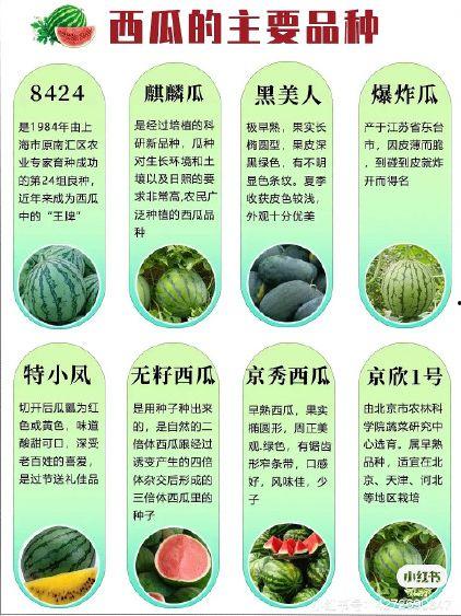 8424麒麟无籽瓜今日价格,价格行情一览