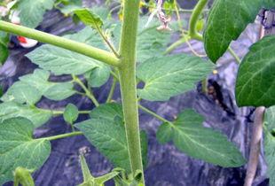 元谋今日三叶瓜行情,今日市场动态一览