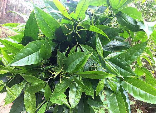 元谋今日三叶瓜行情,今日市场动态一览