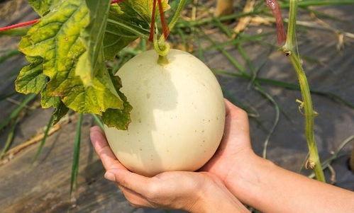 最新热门吃瓜名称叫什么,最新热门吃瓜名称背后的故事