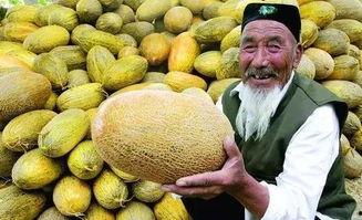 西安雨润哈密瓜今日价格,价格行情一览”