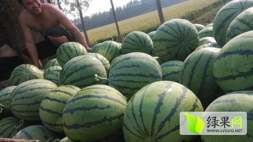 新泰近期热门吃瓜事件,揭秘近期热门吃瓜事件背后的真相