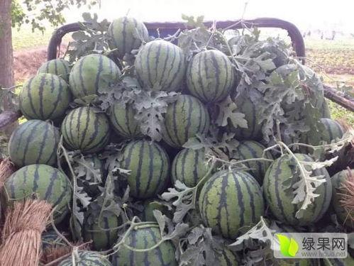 郯城今日瓜价行情查询最新,新鲜瓜果价格一览”