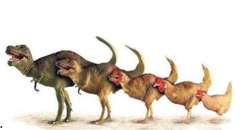 吃瓜霸王龙五黑