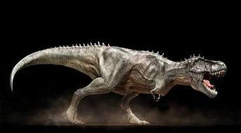 吃瓜霸王龙五黑